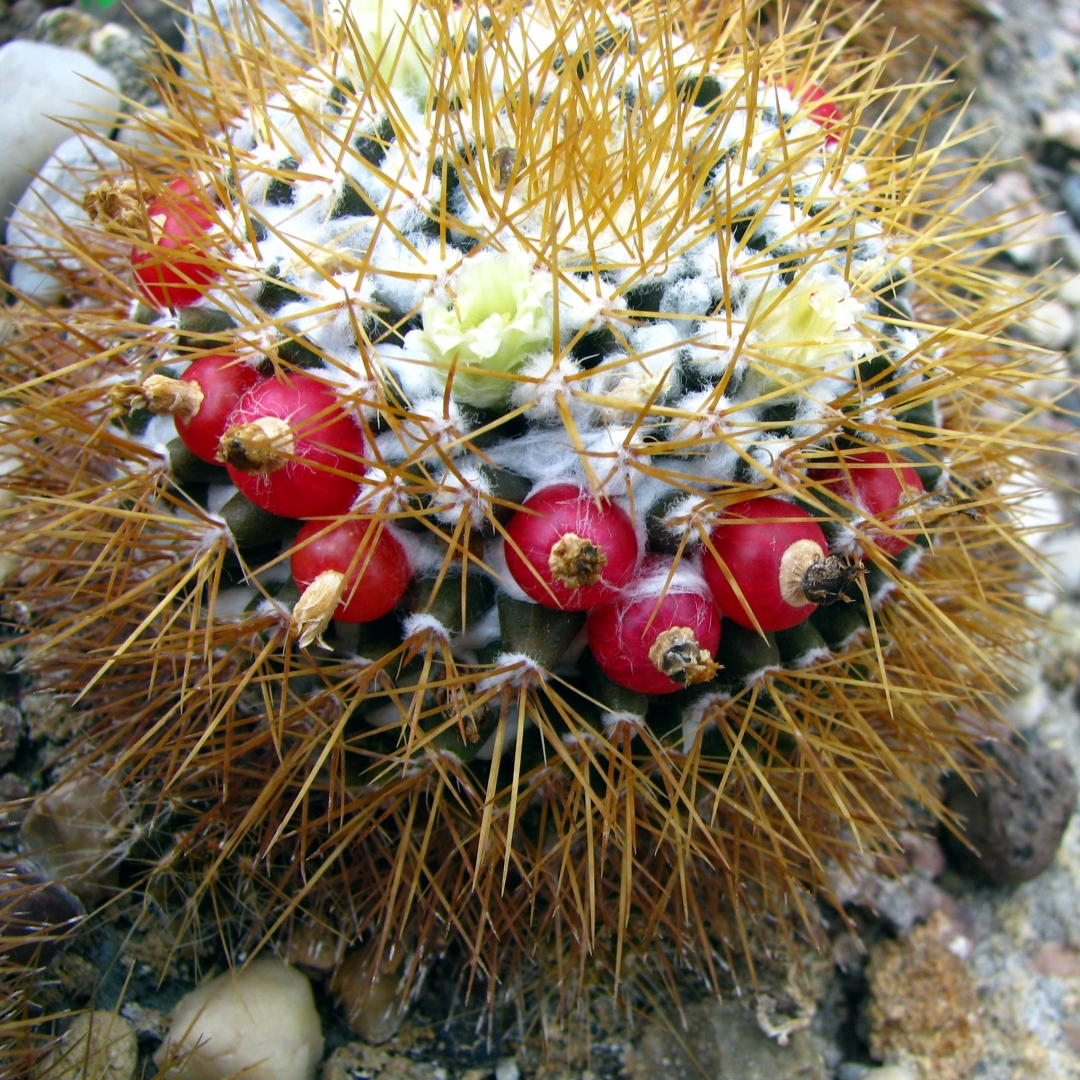 Mammillaria nivosa