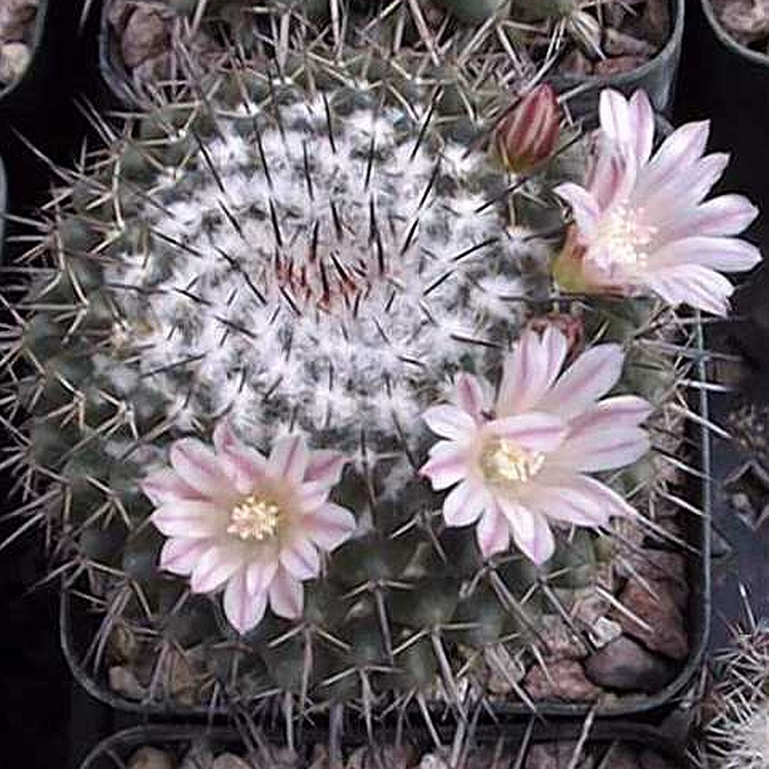 Mammillaria ocotillensis