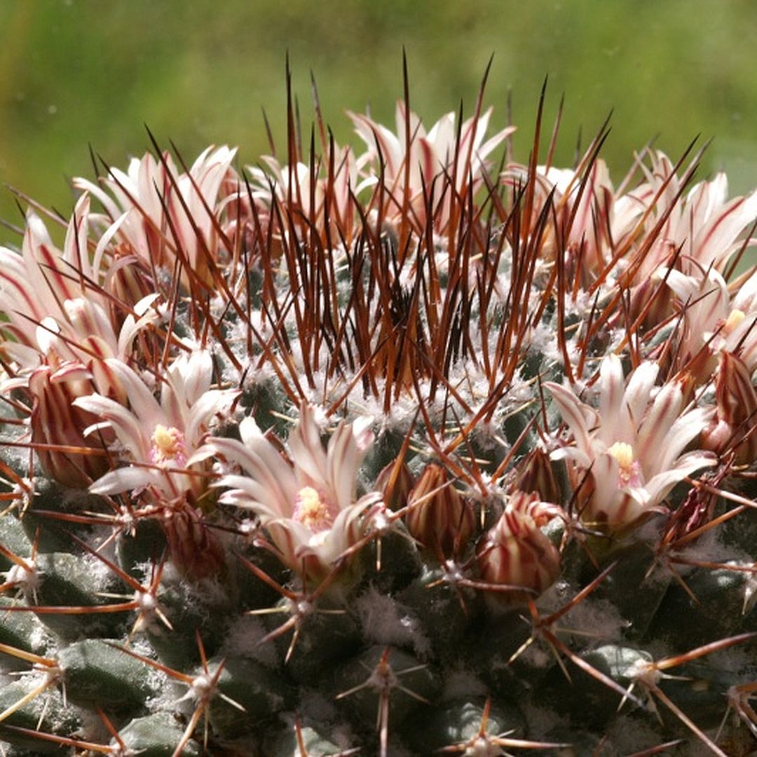 Mammillaria pachycylindrica