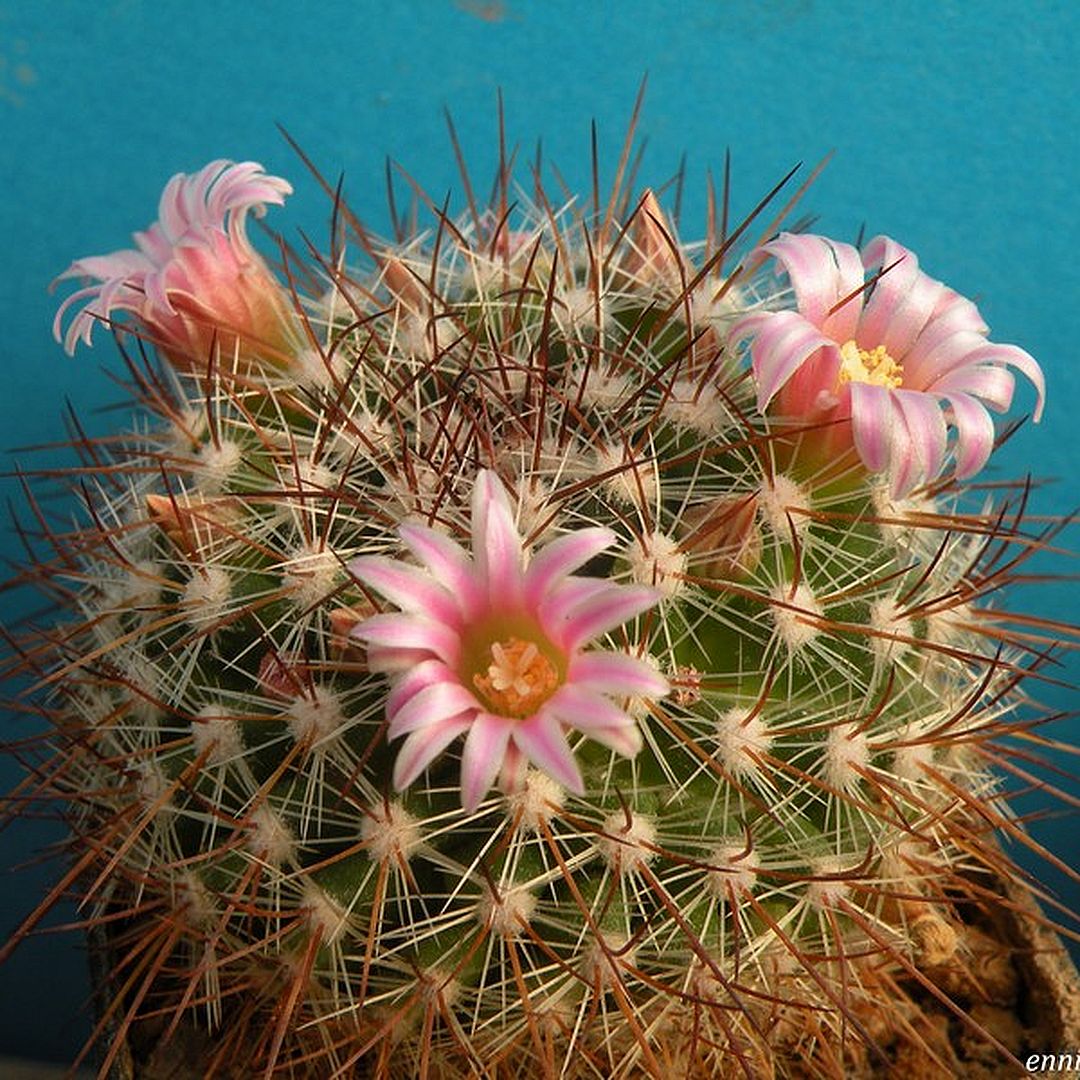 Mammillaria pachyrhiza