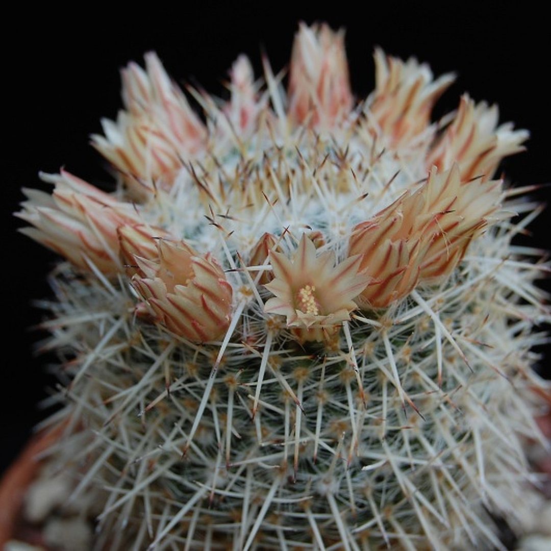 Mammillaria parkinsonii