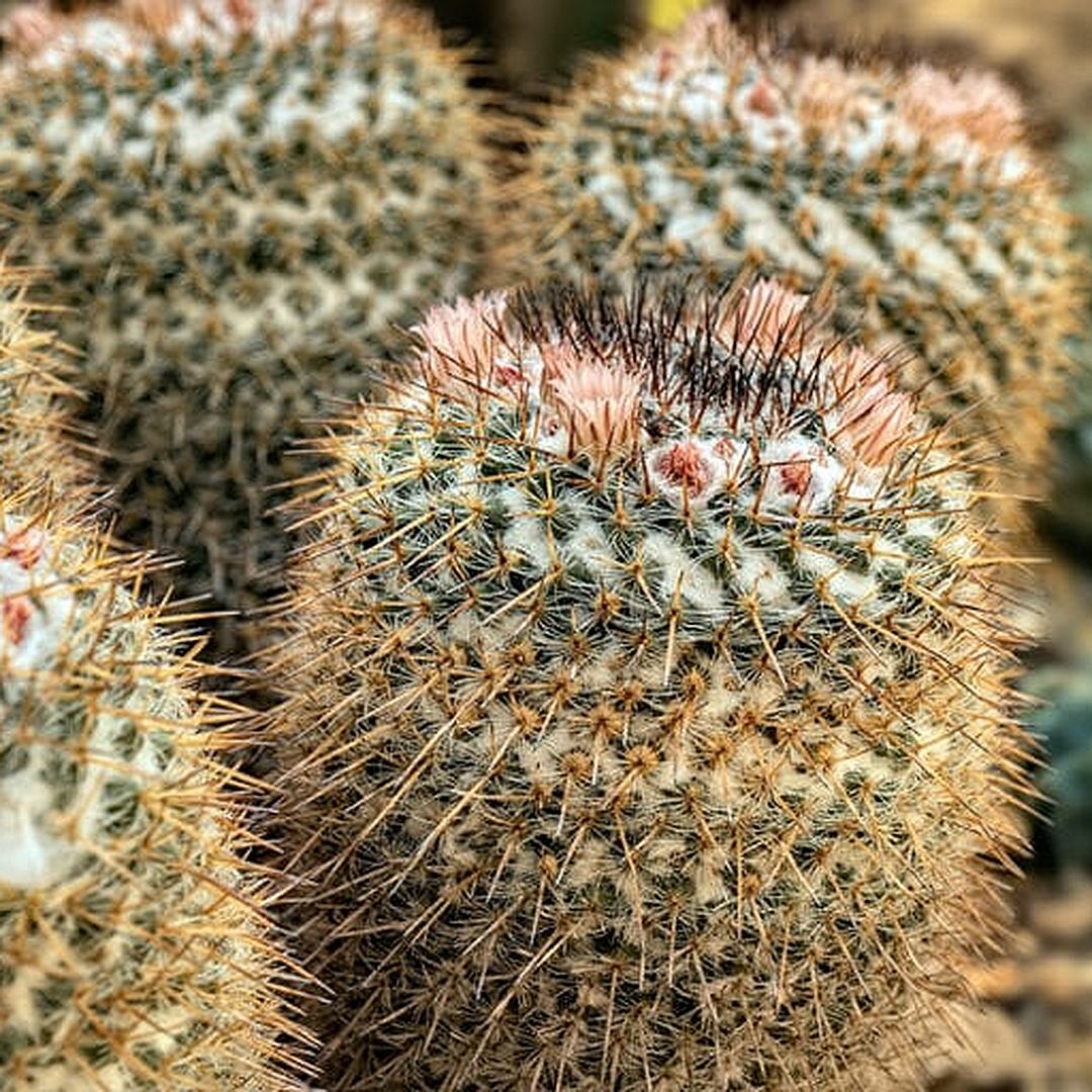 Mammillaria parkinsonii