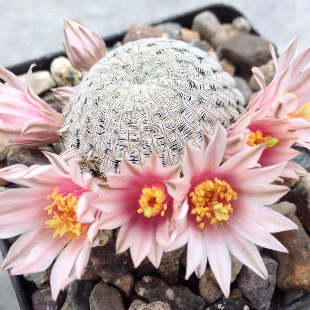 Mammillaria pectinifera