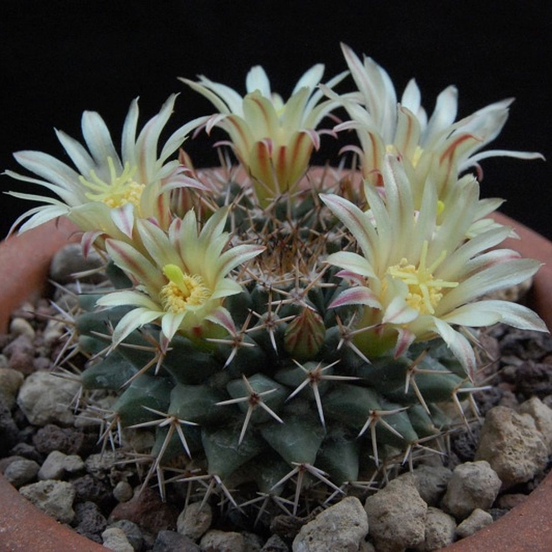 Mammillaria peninsularis