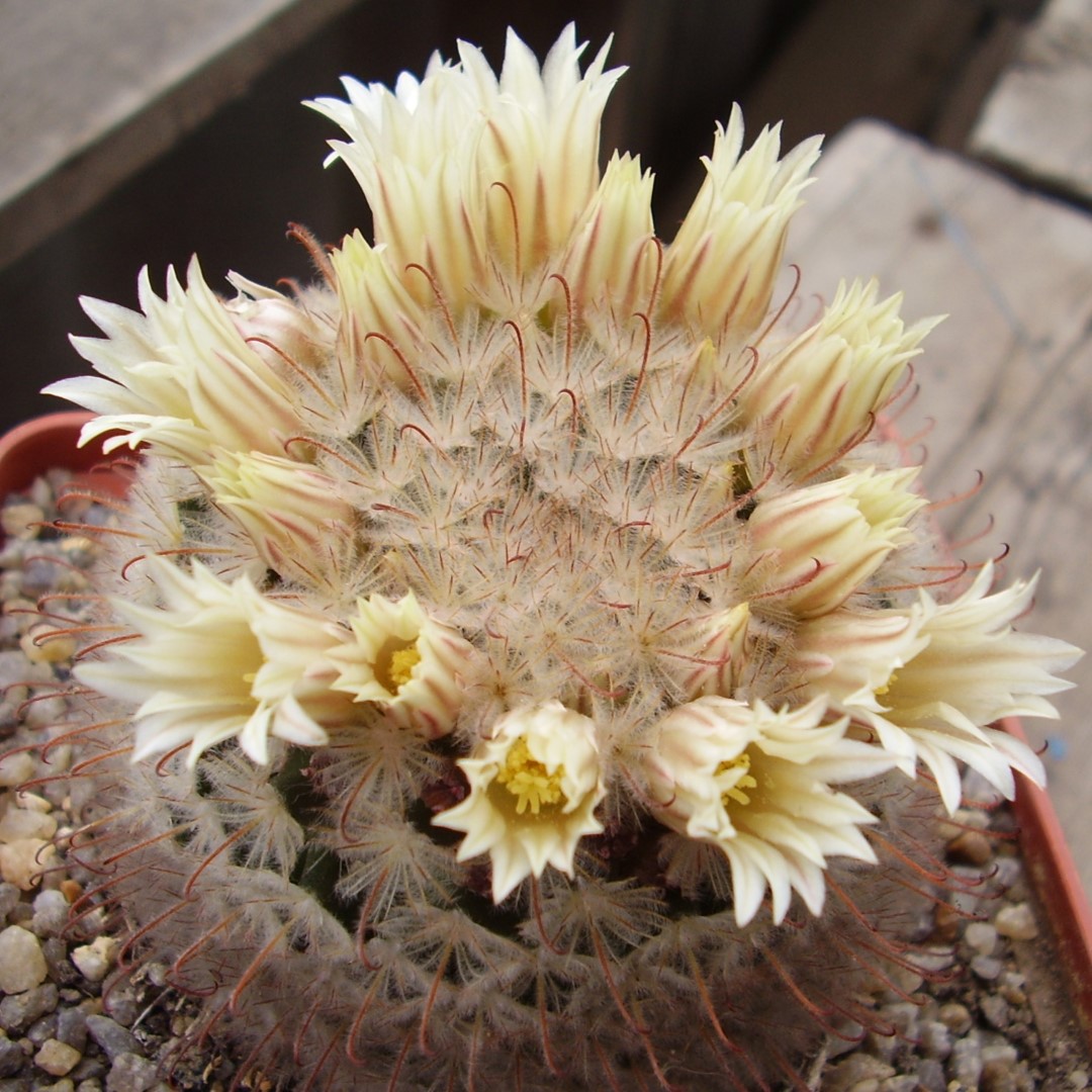 Mammillaria pennispinosa