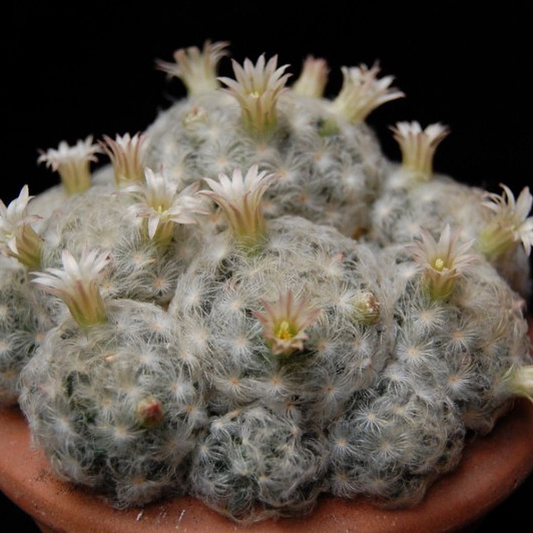 Mammillaria plumosa