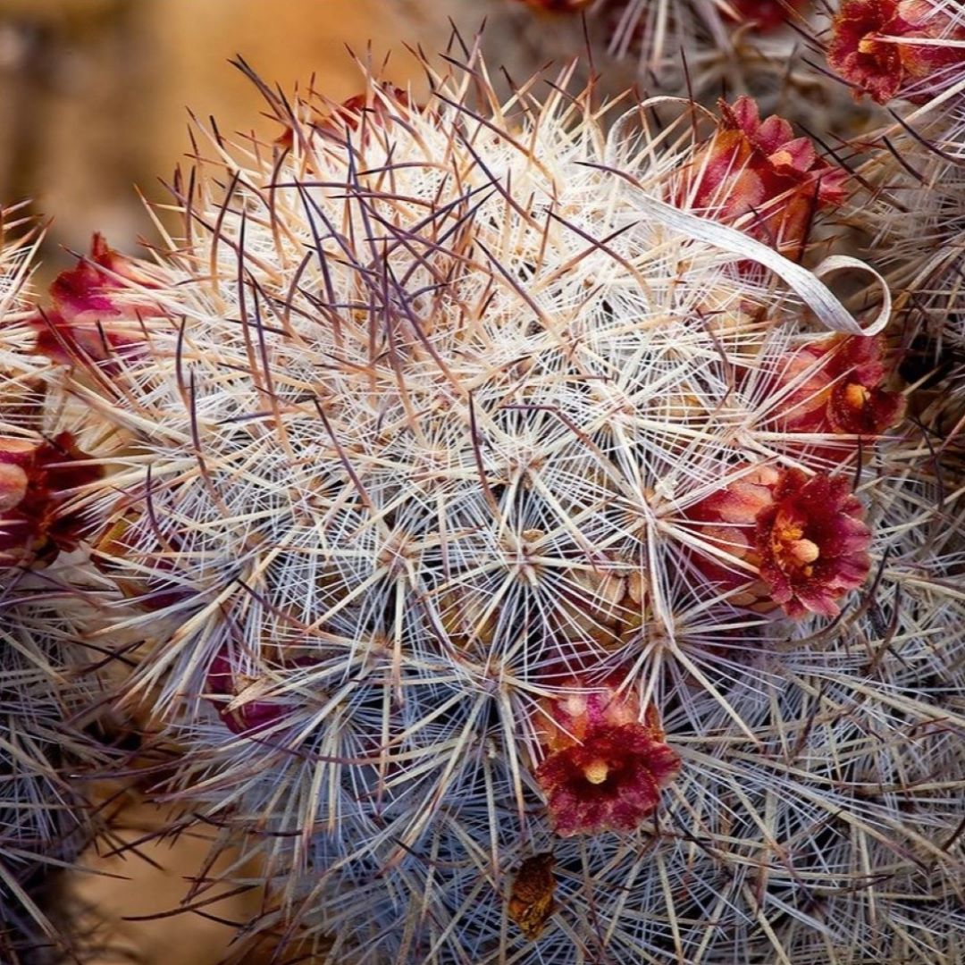 Mammillaria pottsii