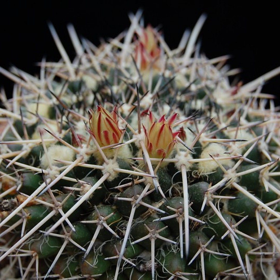 Mammillaria praelii