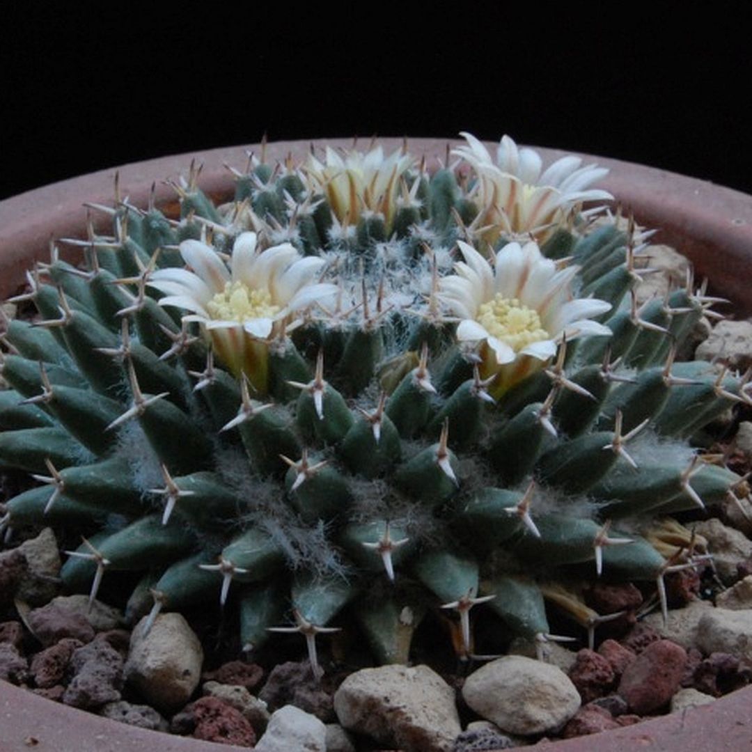 Mammillaria pseudocrucigera
