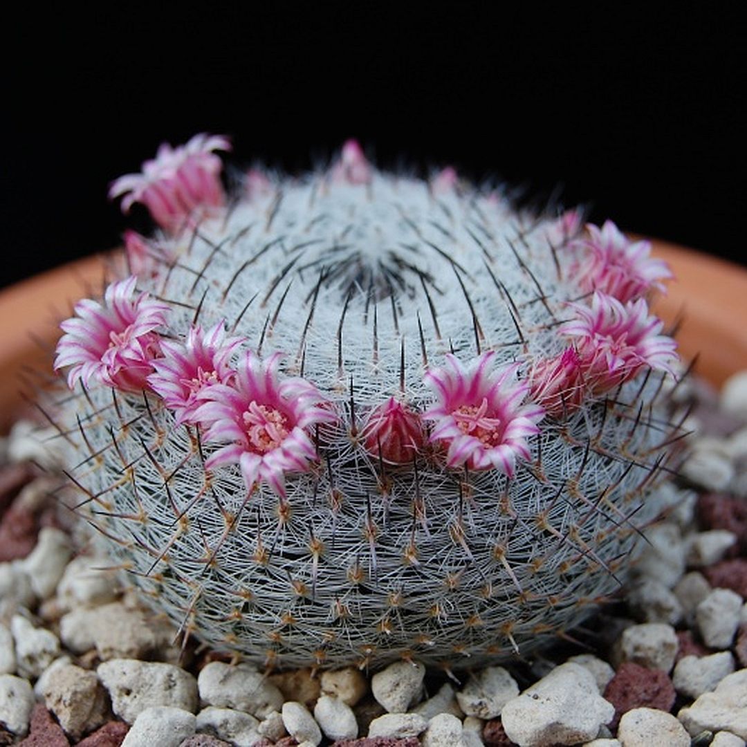 Mammillaria pseudoperbella