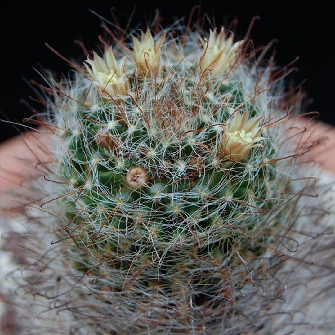 Mammillaria pygmaea