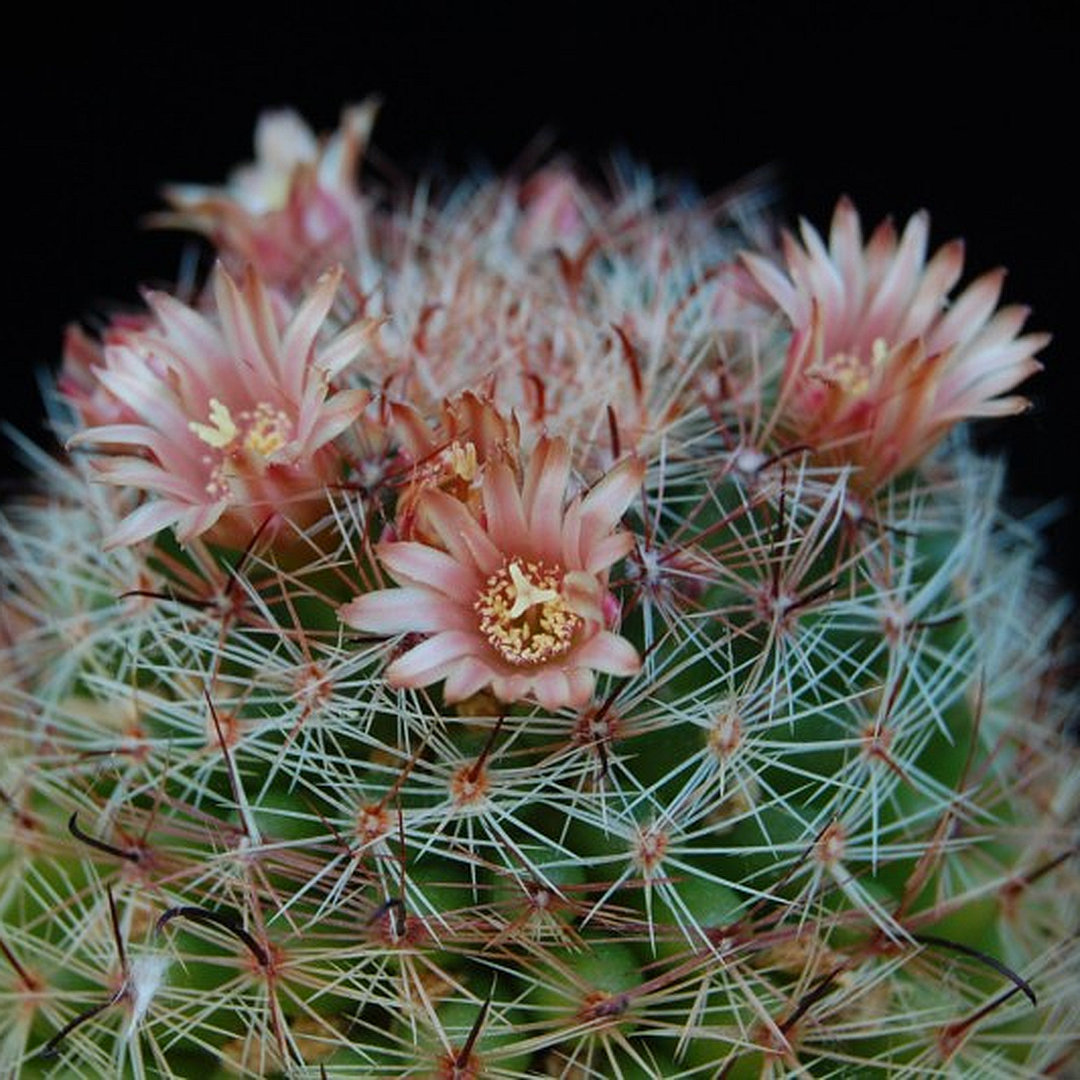 Mammillaria rettigiana
