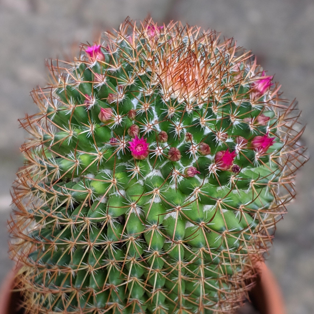 Mammillaria rhodantha