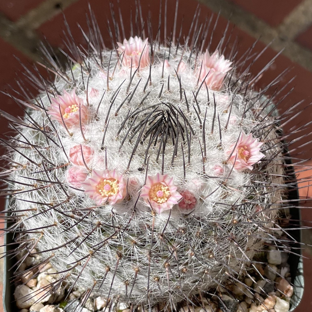 Mammillaria ritteriana