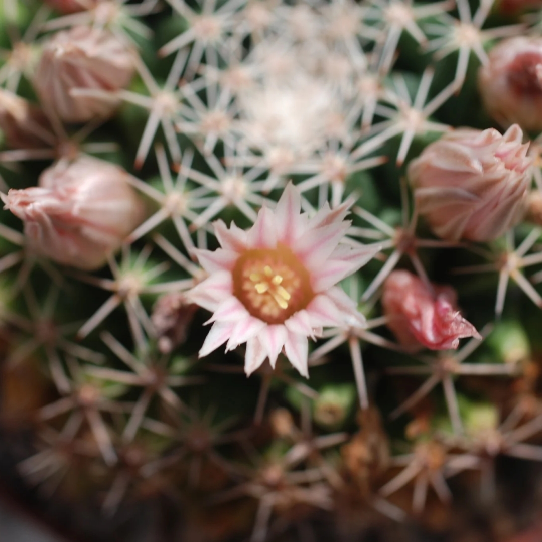 Mammillaria roseoalba