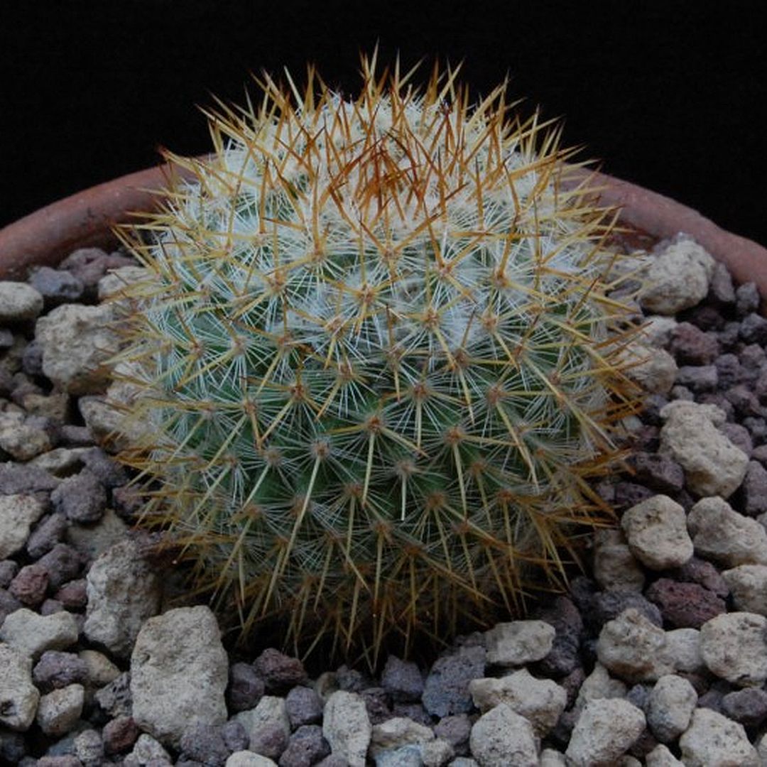 Mammillaria ruestii