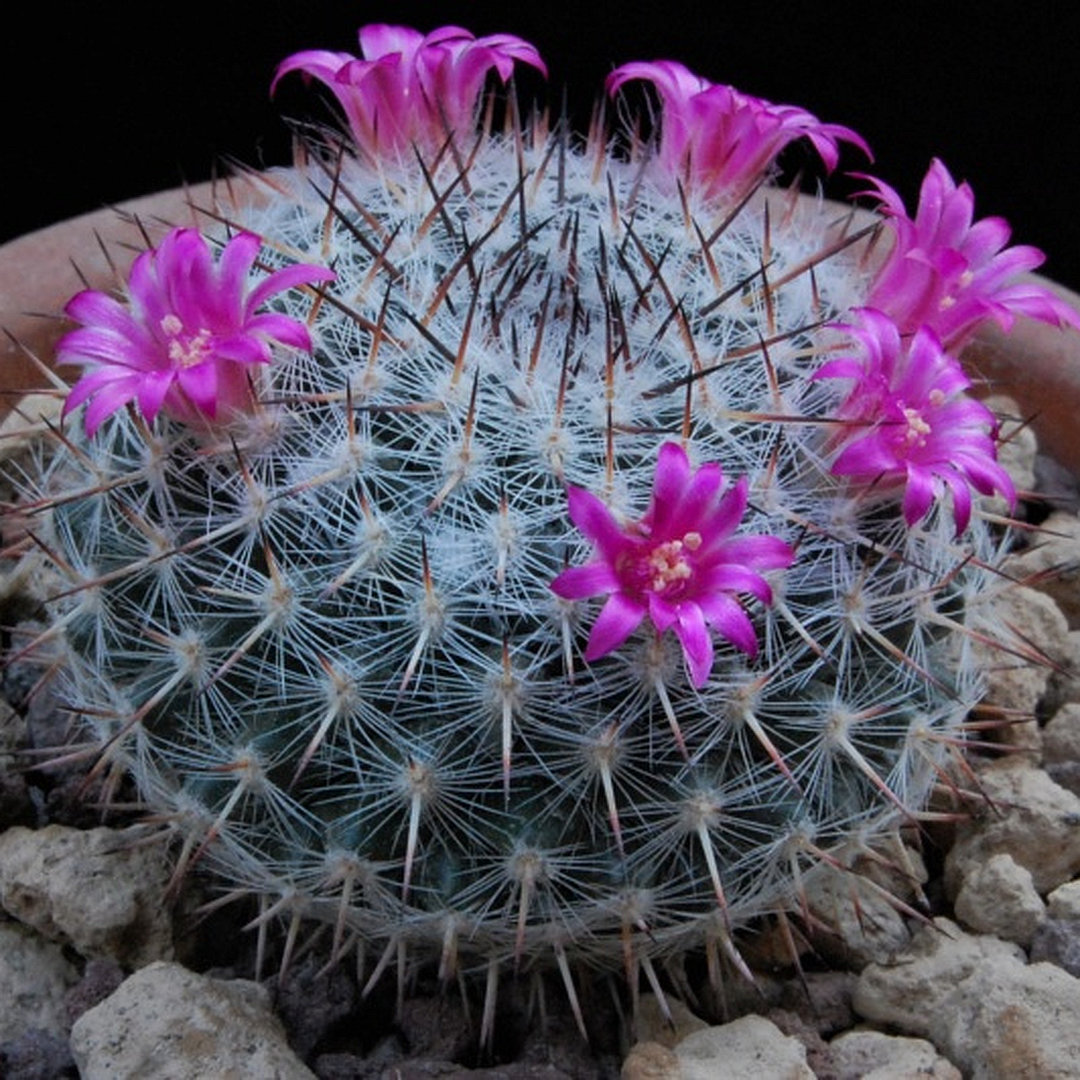 Mammillaria saetigera