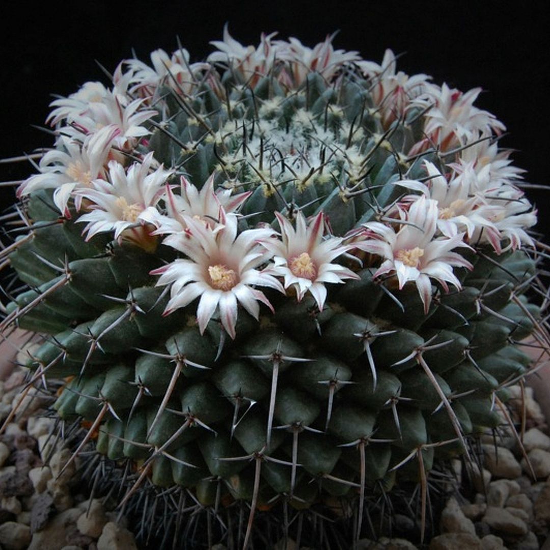 Mammillaria saint-pieana