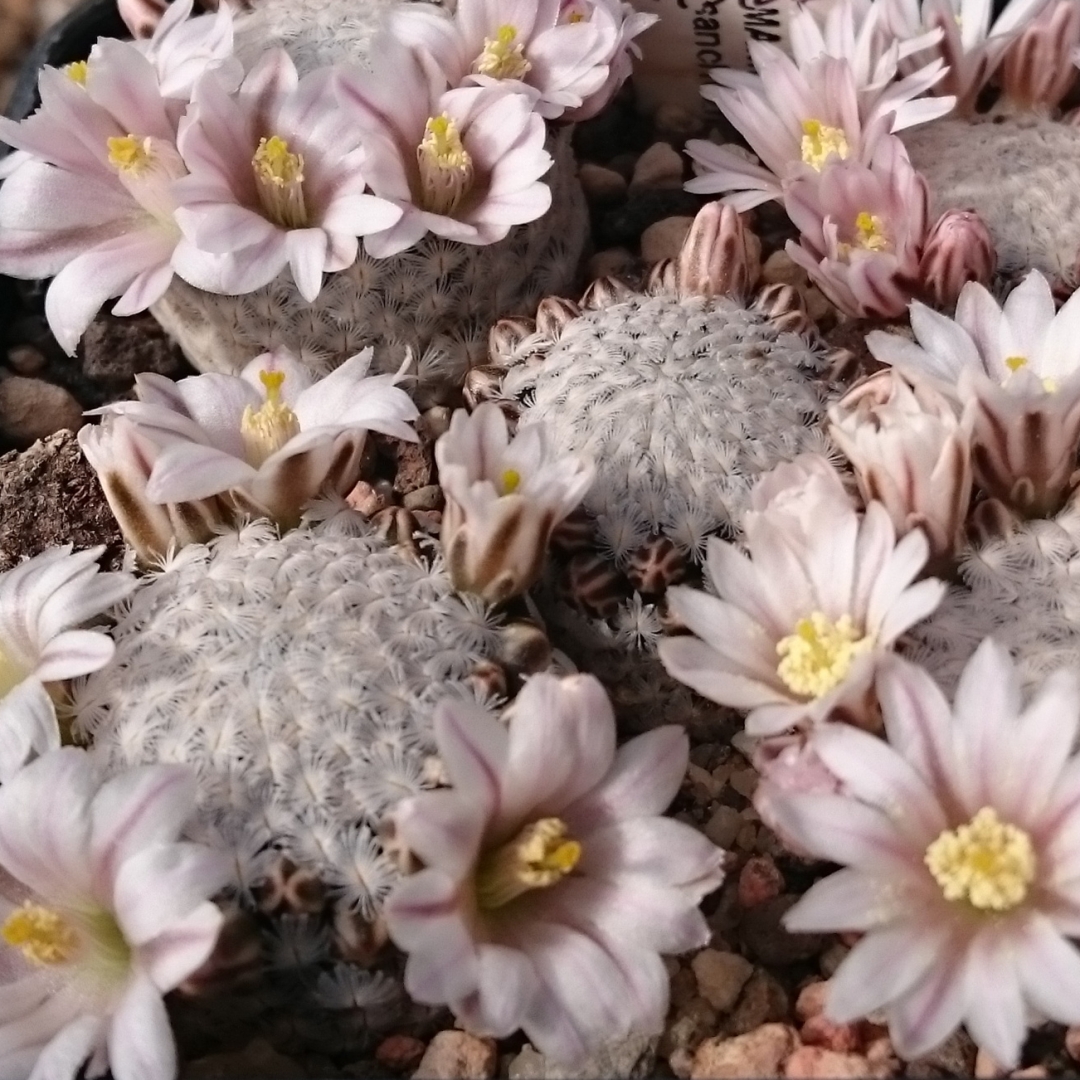 Mammillaria sanchez-mejoradae