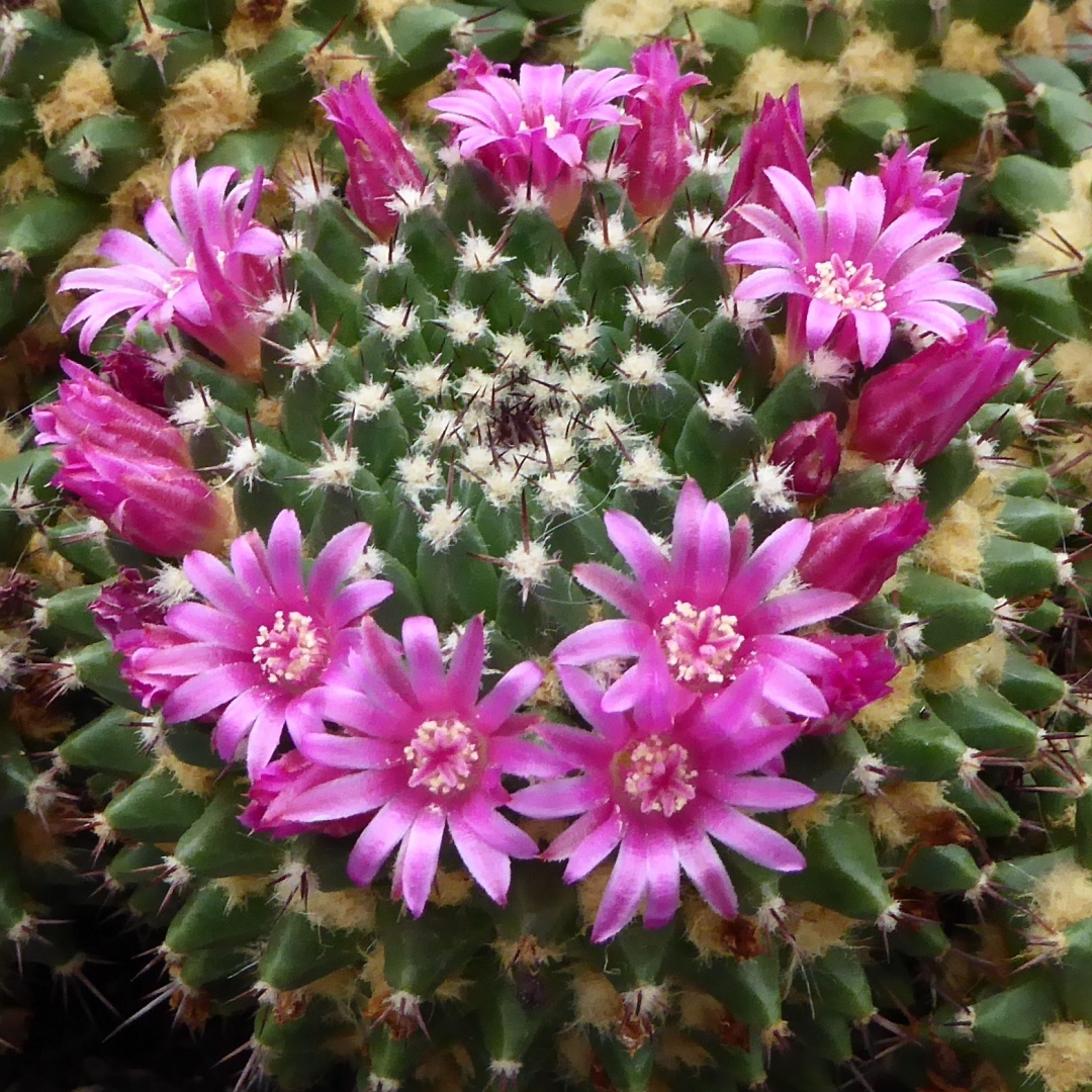 Mammillaria_sartorii