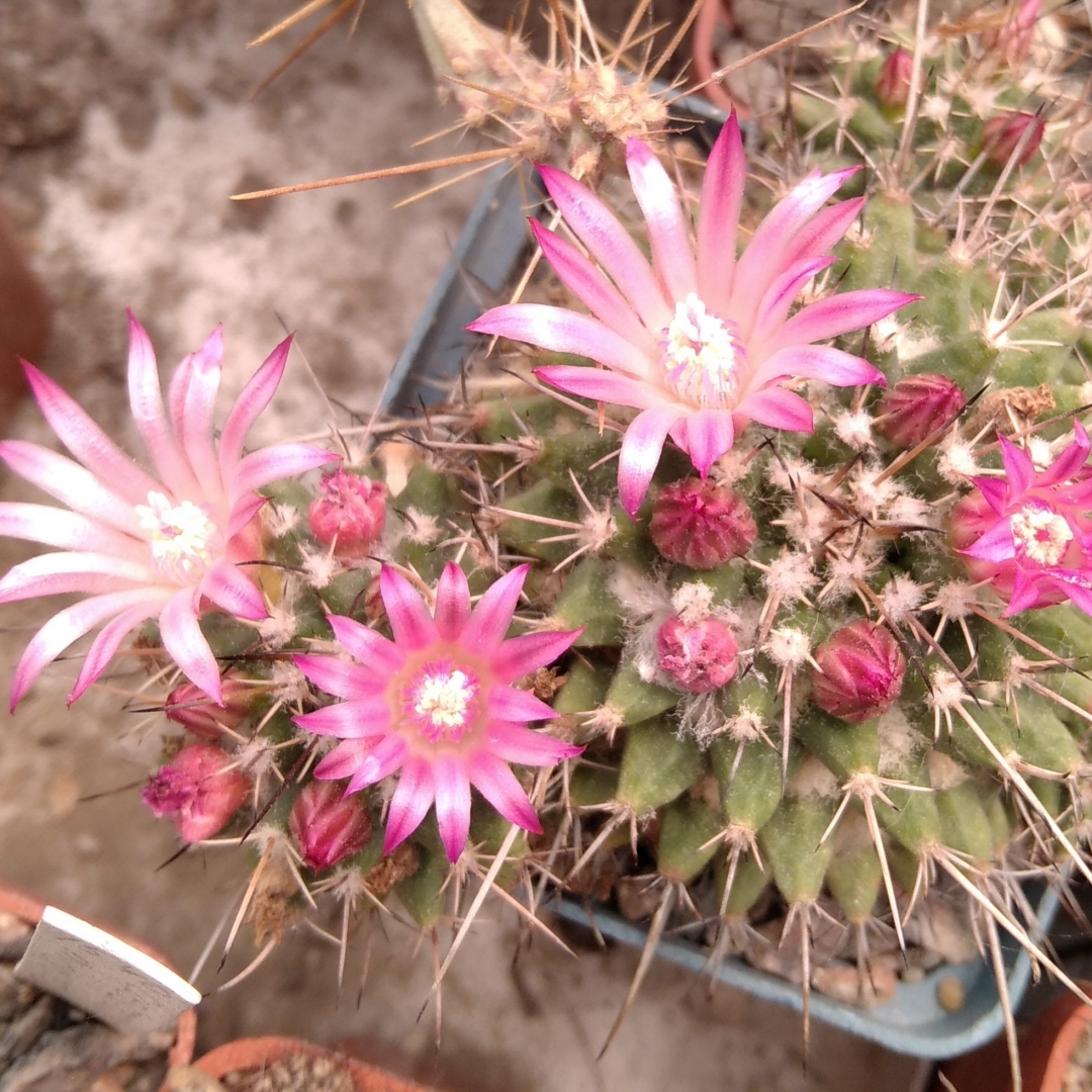 Mammillaria saxicola