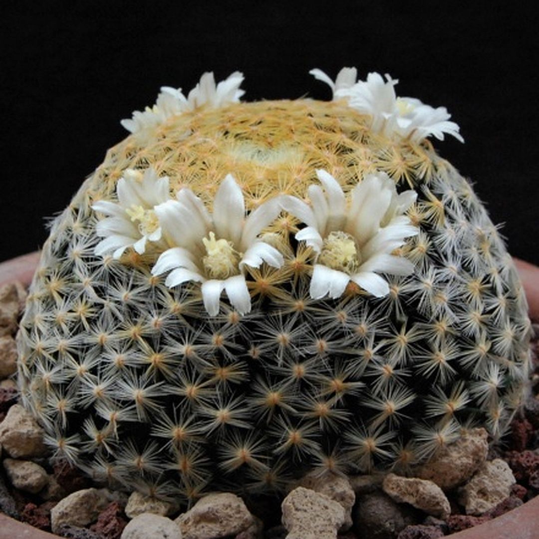 Mammillaria schiedeana.