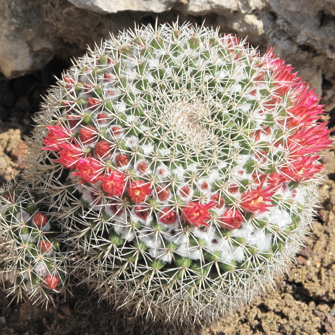 Mammillaria scrippsiana
