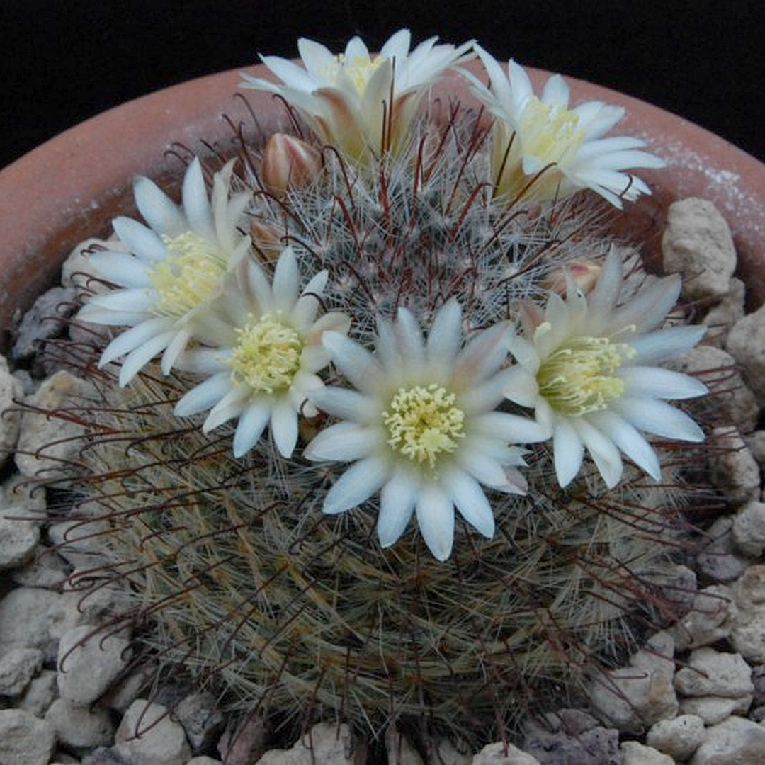 Mammillaria seideliana