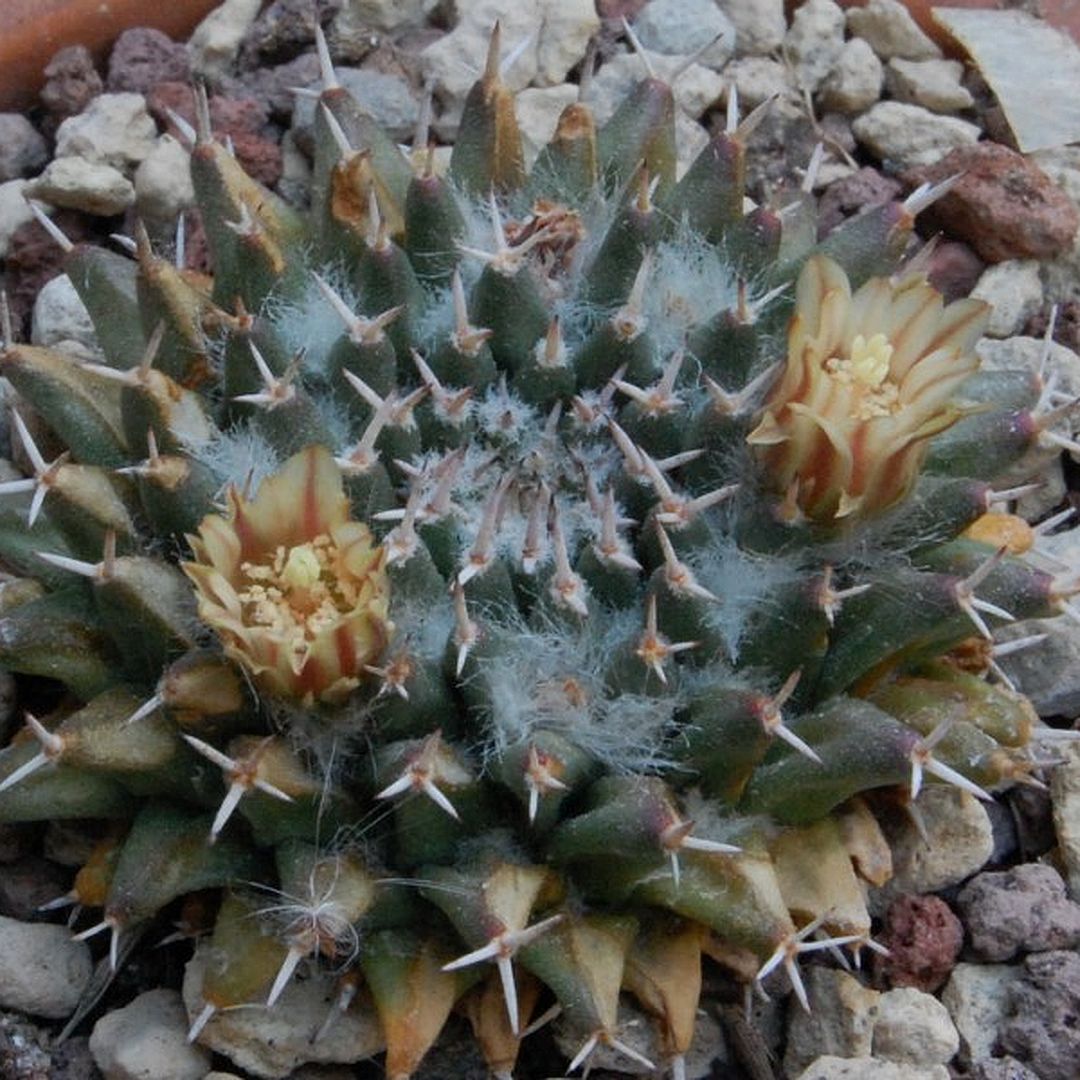 Mammillaria sempervivi