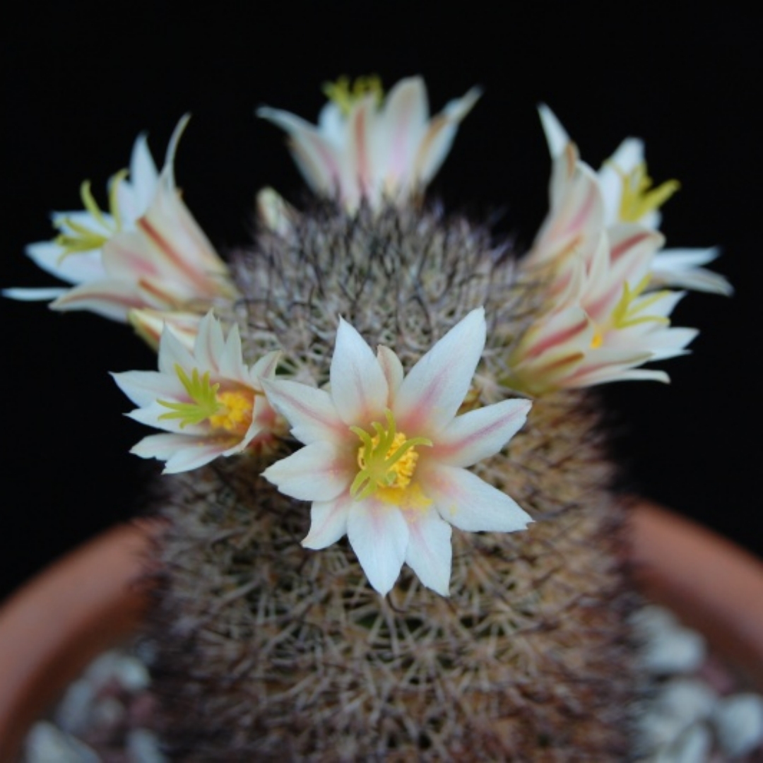 Mammillaria shurliana