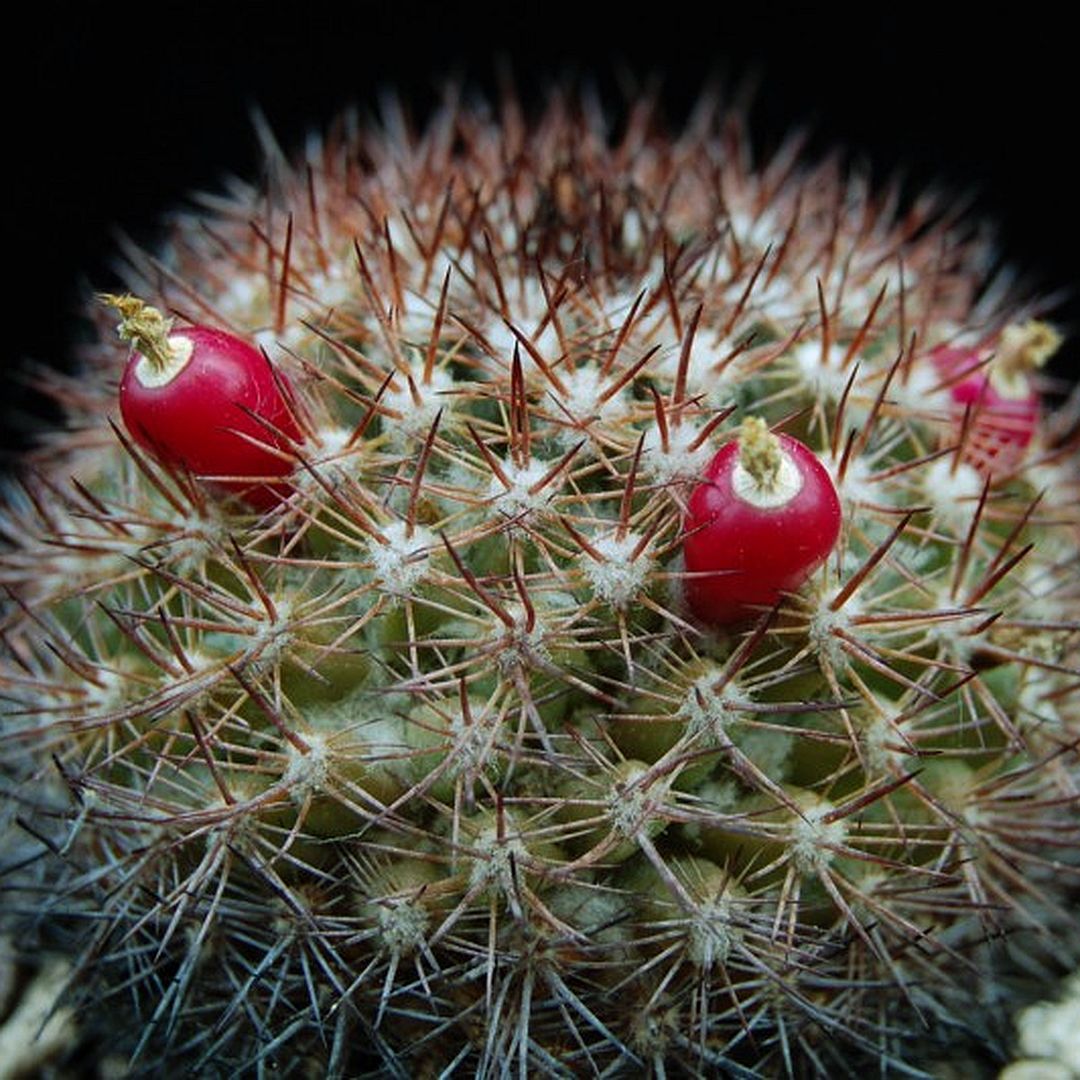 Mammillaria simplex