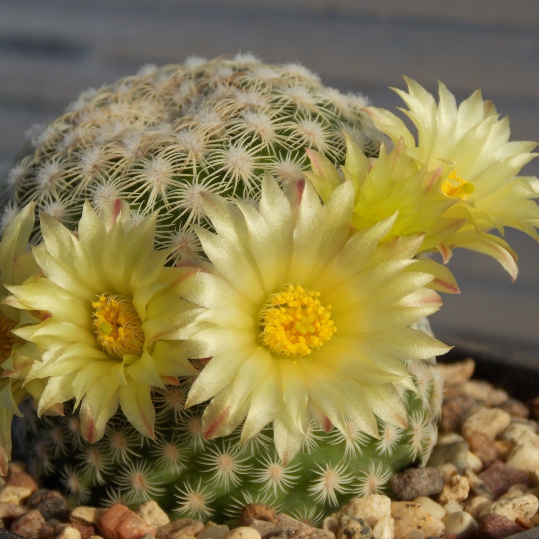 Mammillaria solisioides