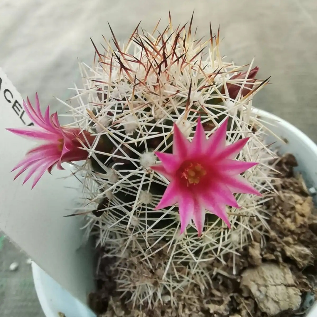 Mammillaria sphacelata