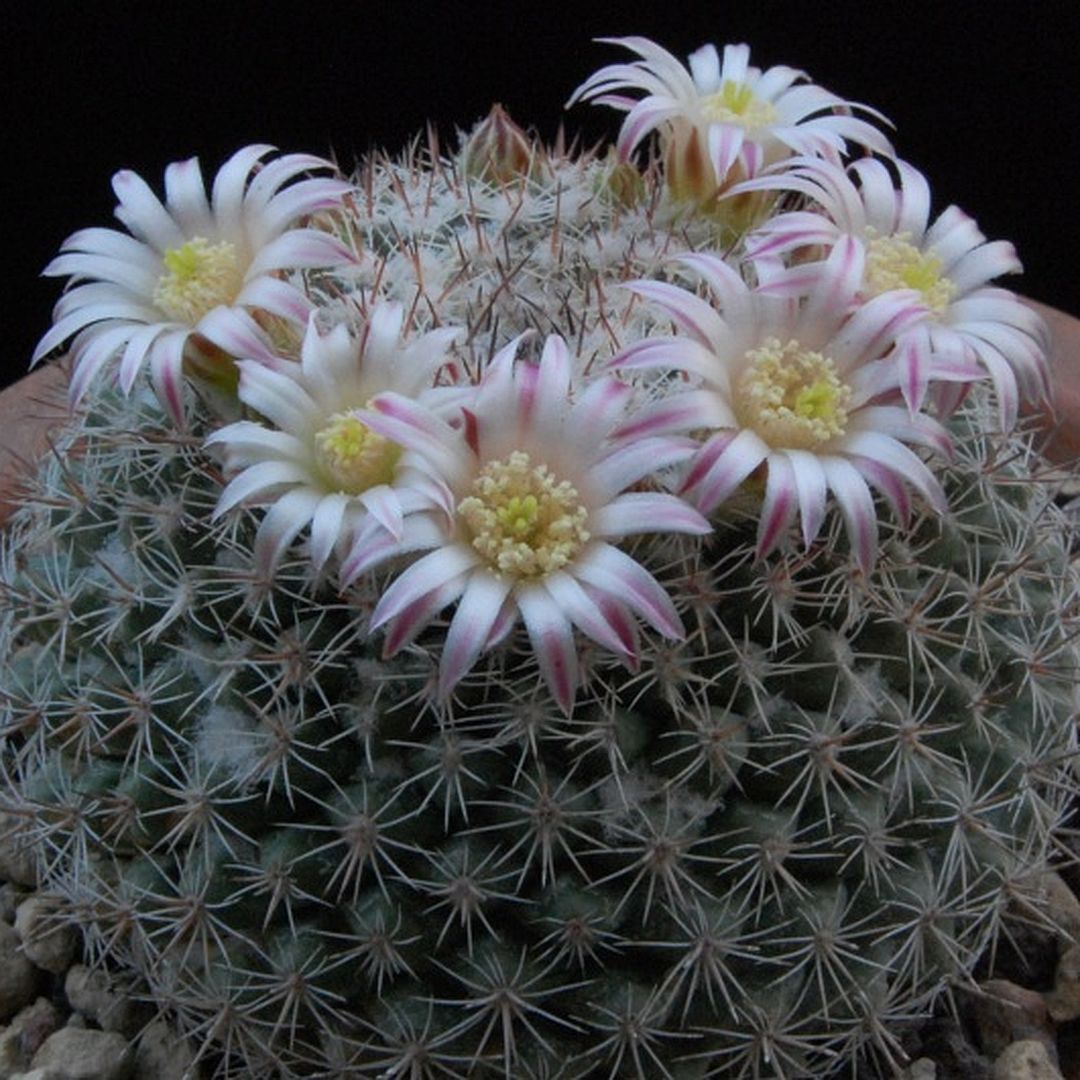 Mammillaria standleyi