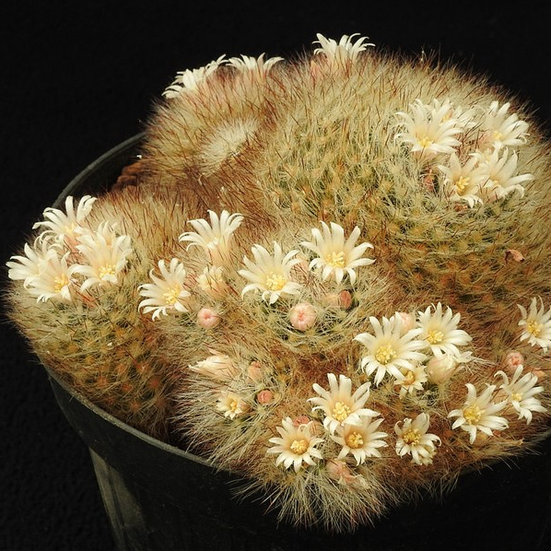 Mammillaria subtilis