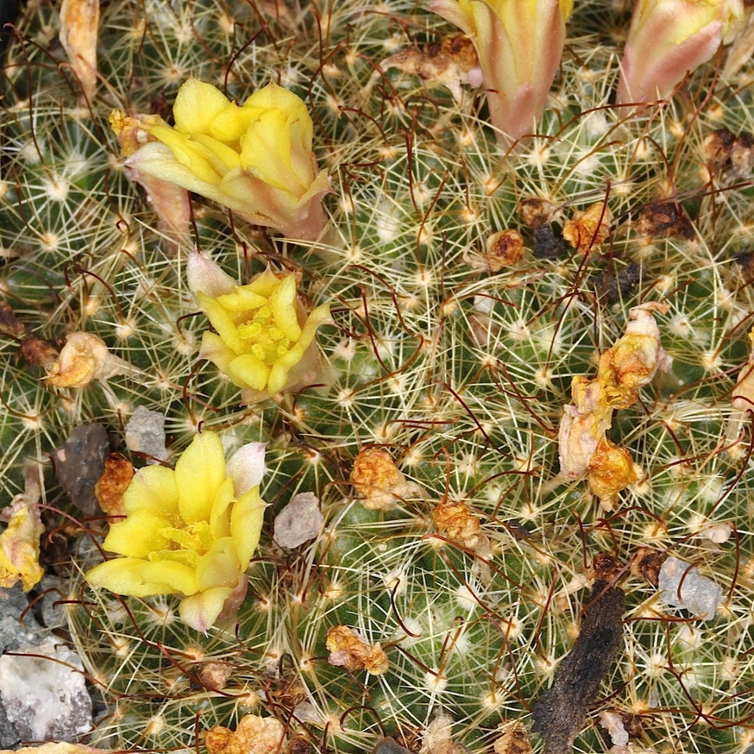 Mammillaria surculosa