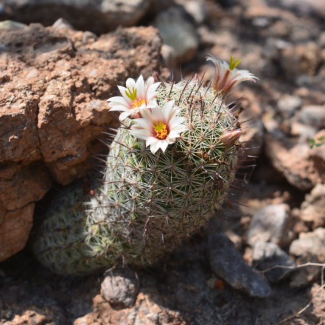 Mammillaria swinglei