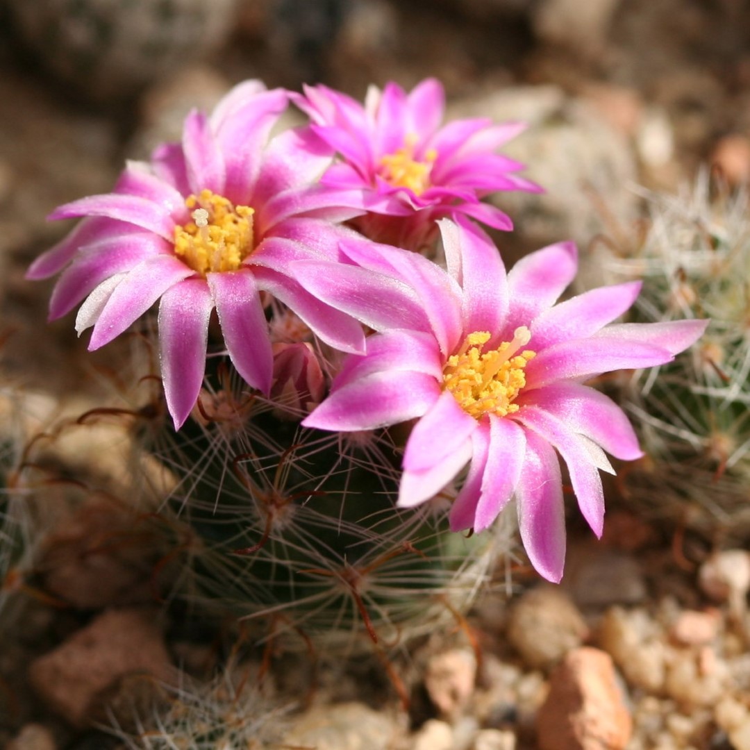 Mammillaria tepexicensis