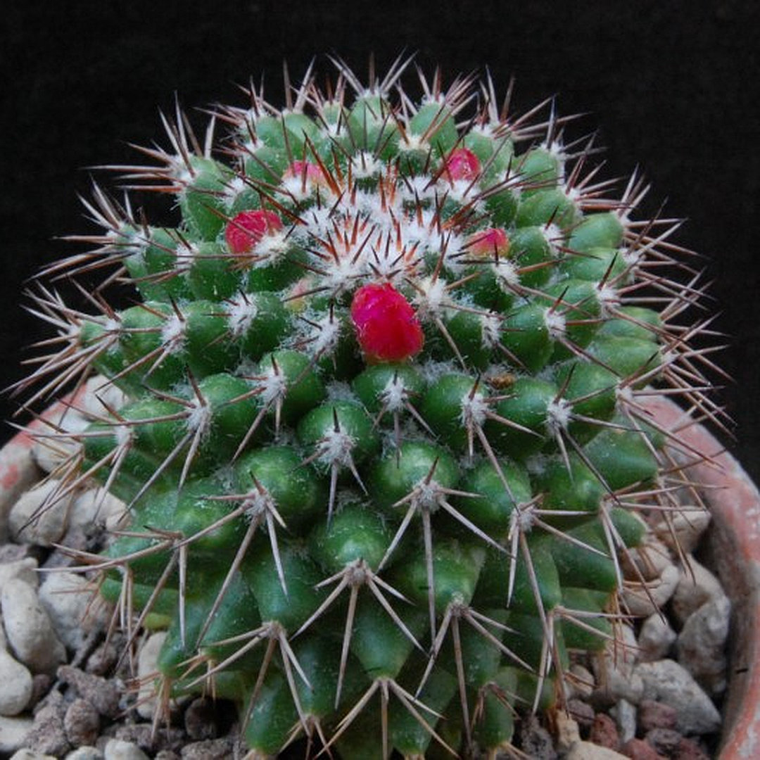 Mammillaria tetracantha