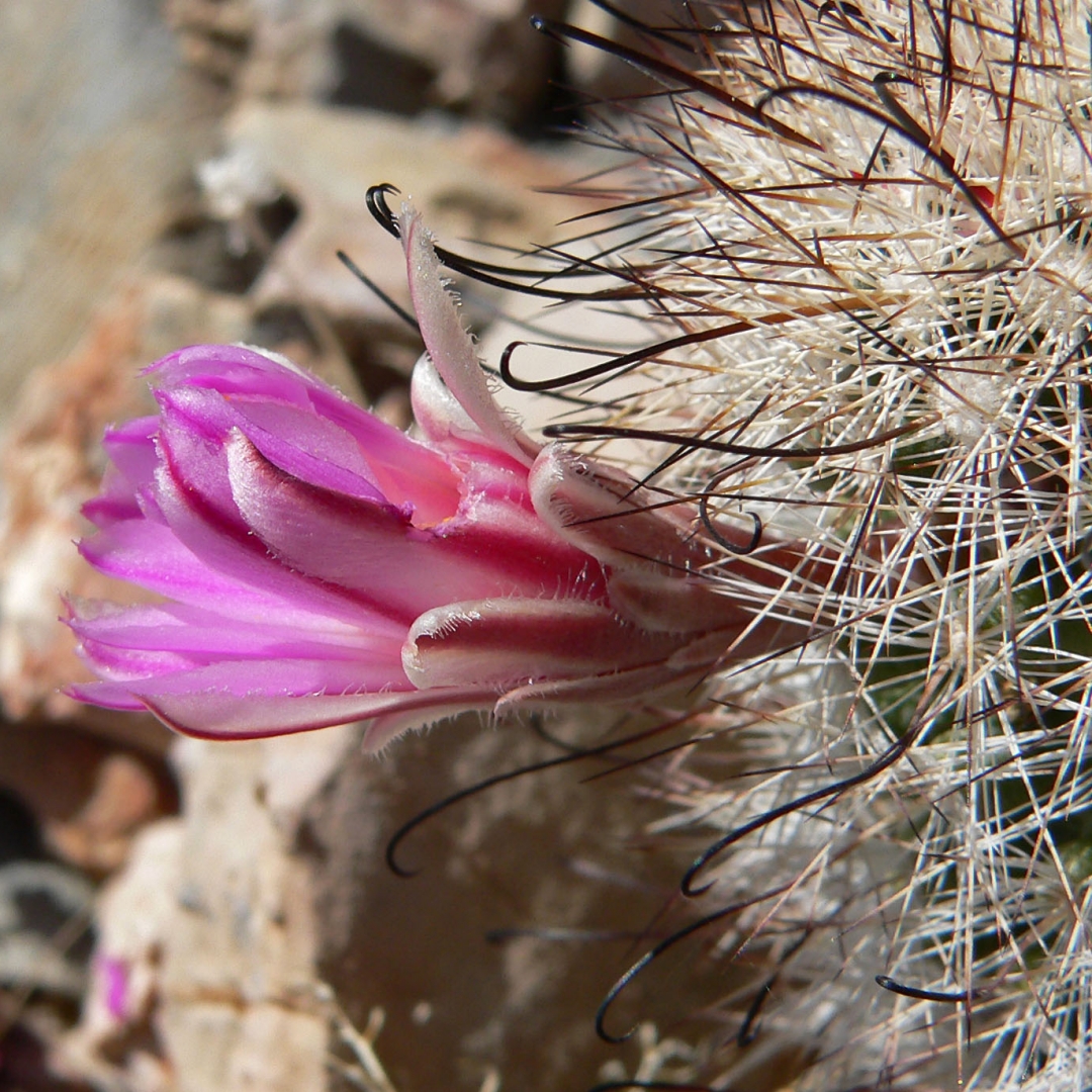 Mammillaria tetrancistra