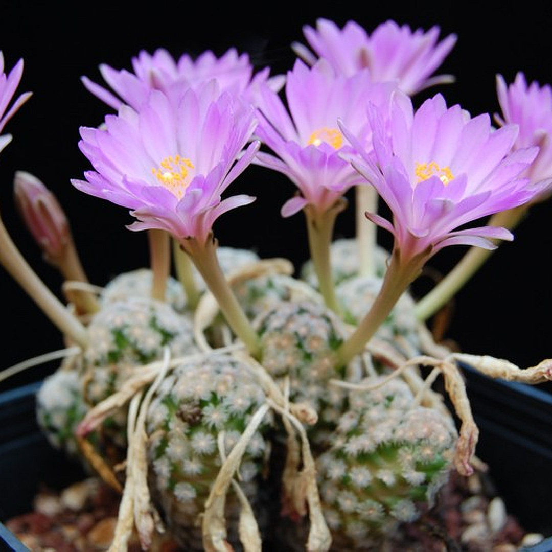 Mammillaria theresae