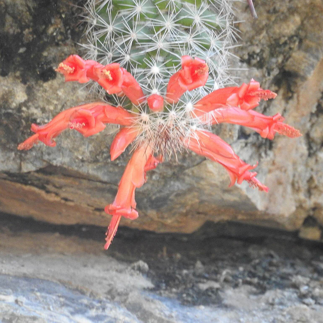 Mammillaria thomasii