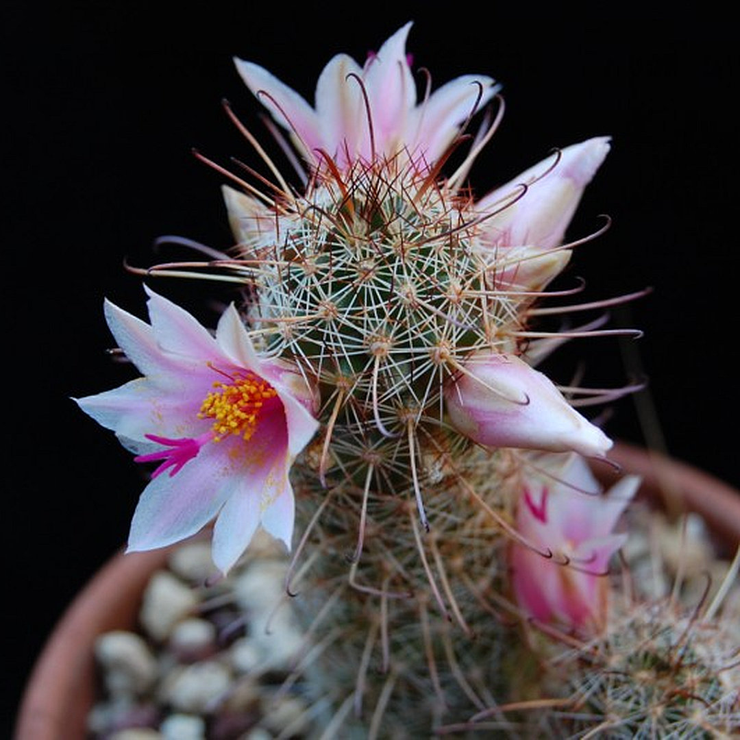 Mammillaria thornberi