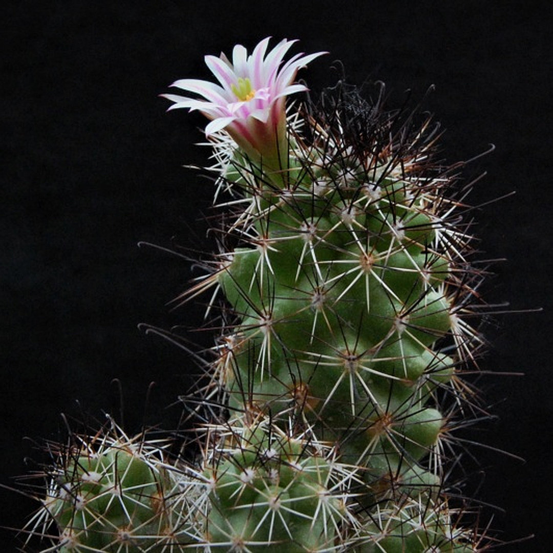 Mammillaria tonalensis