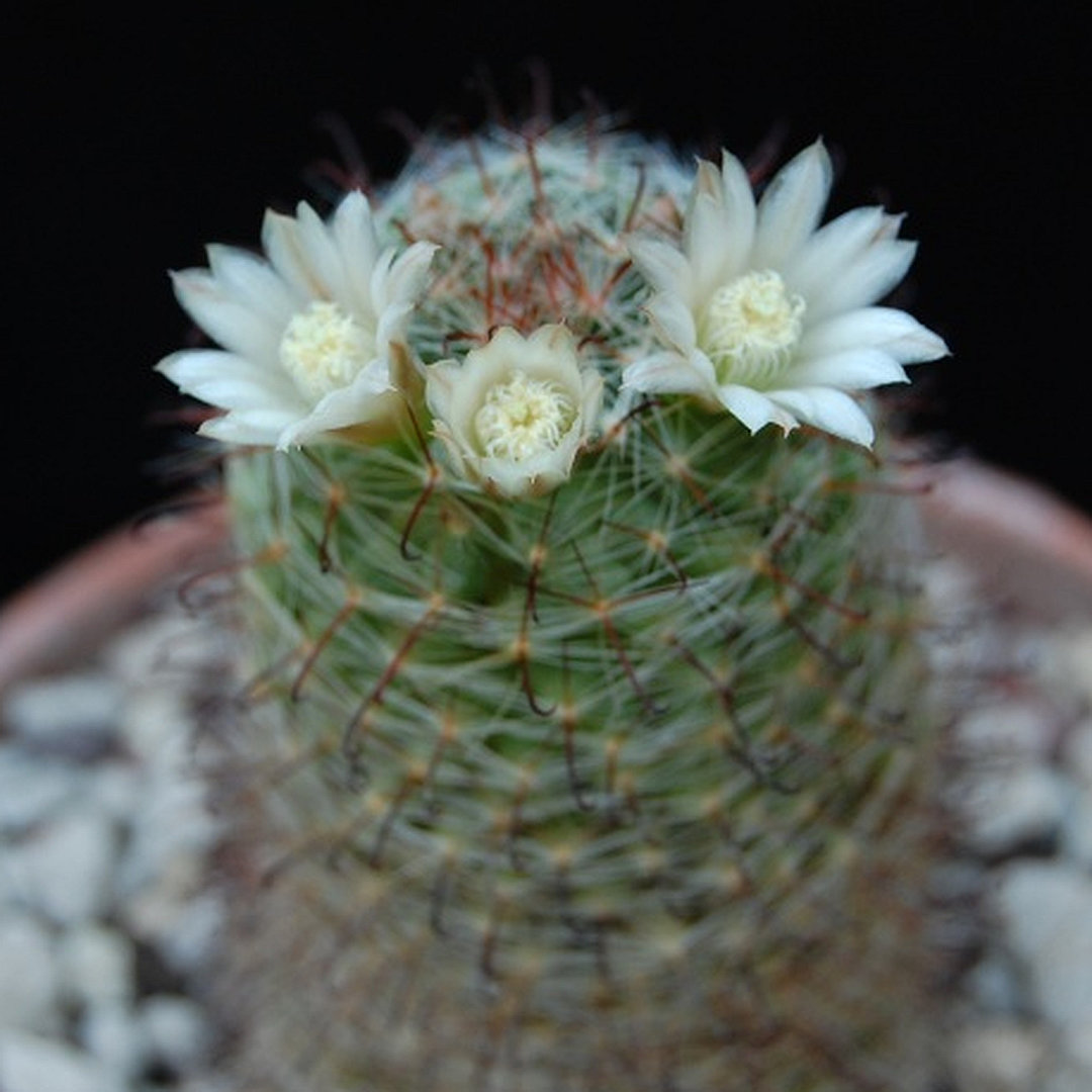 Mammillaria trichacantha