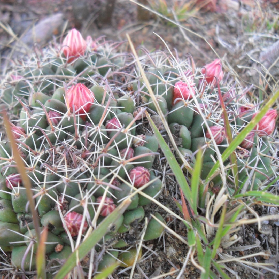 Mammillaria uncinata