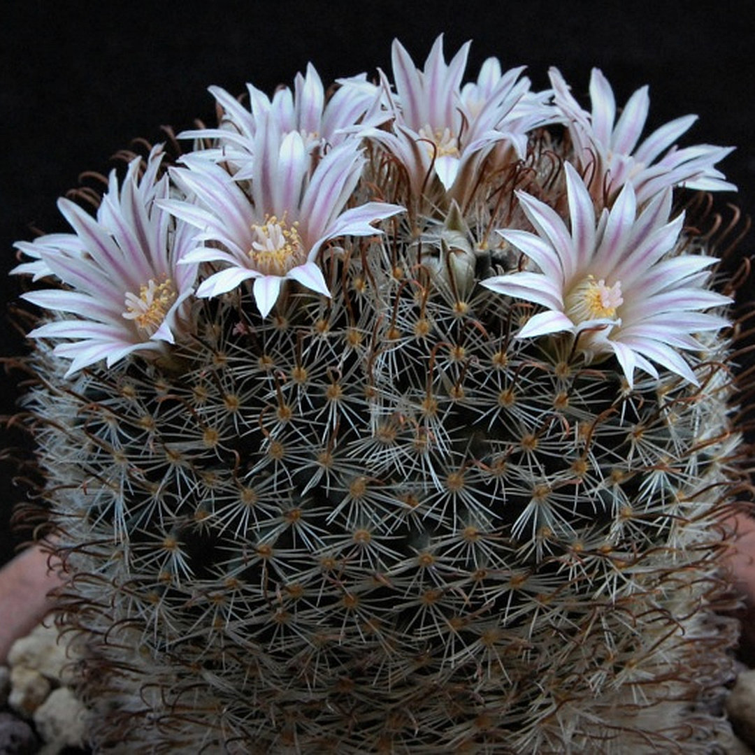 Mammillaria unihamata