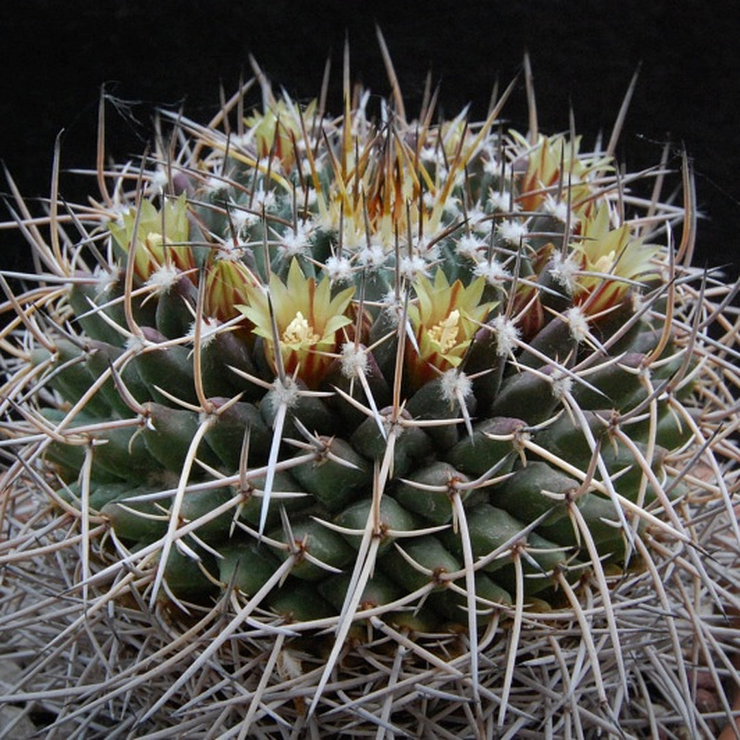 Mammillaria vagaspina