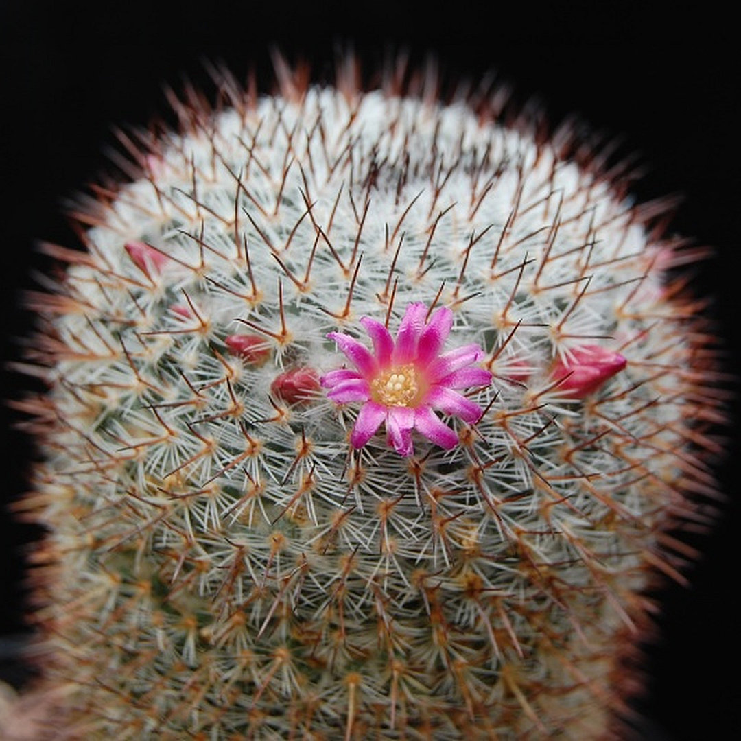 Mammillaria vaupelii