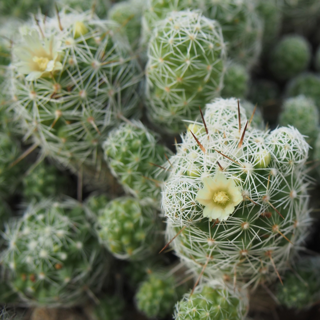 Mammillaria vetula